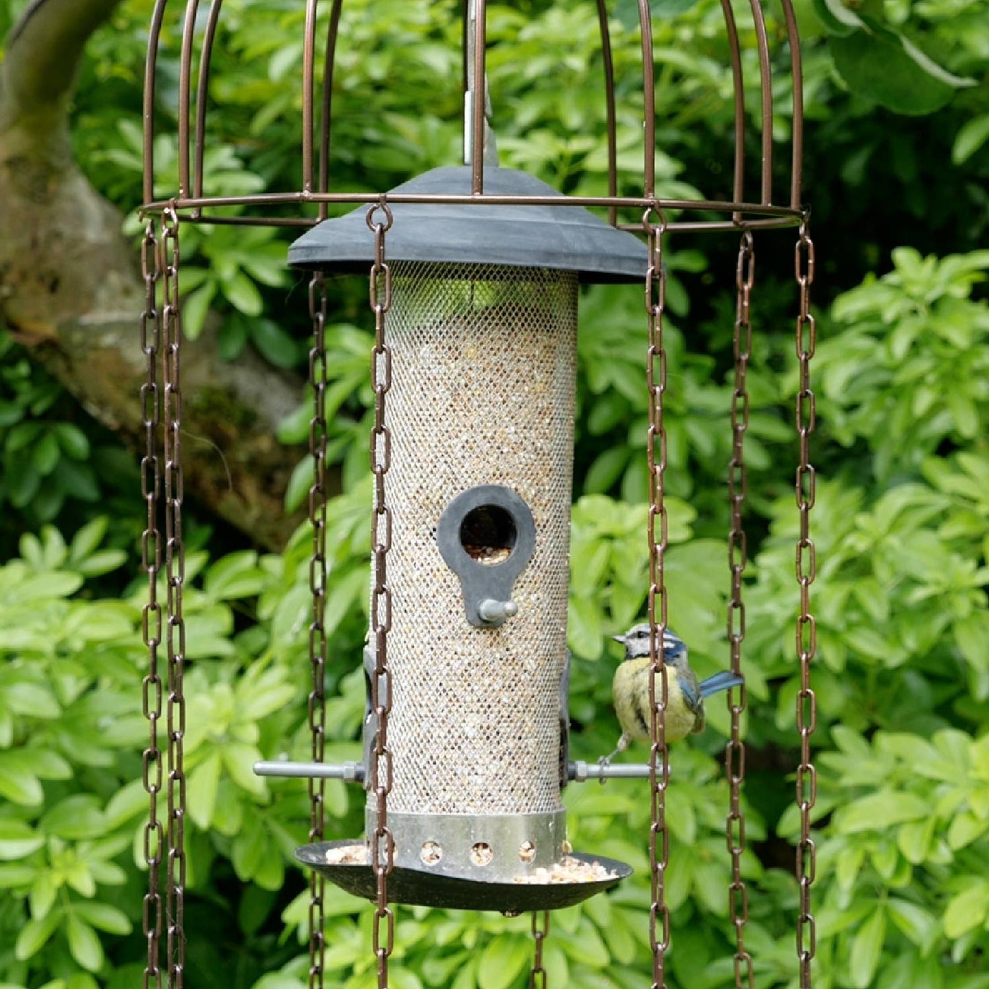 Simon King Medusa Feeder Defender - A Bird Feeder Protector