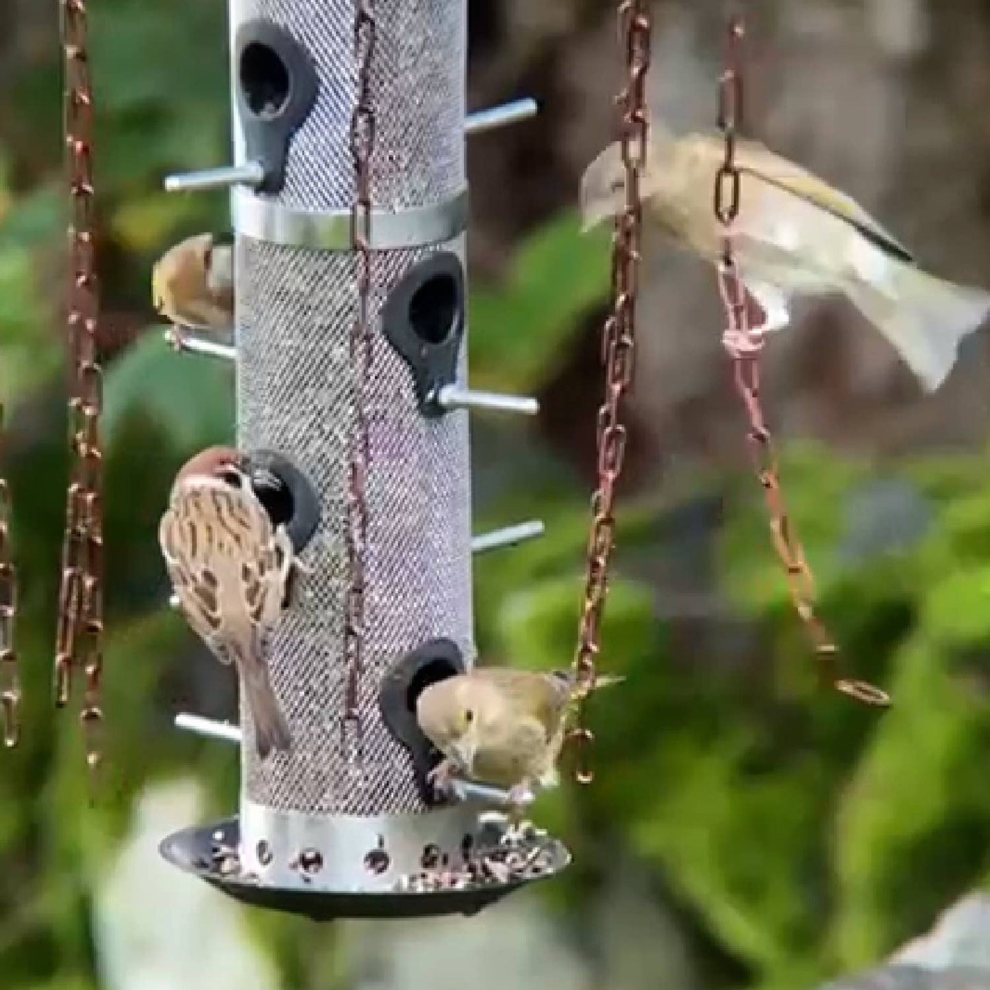 Simon King Medusa Feeder Defender - A Bird Feeder Protector