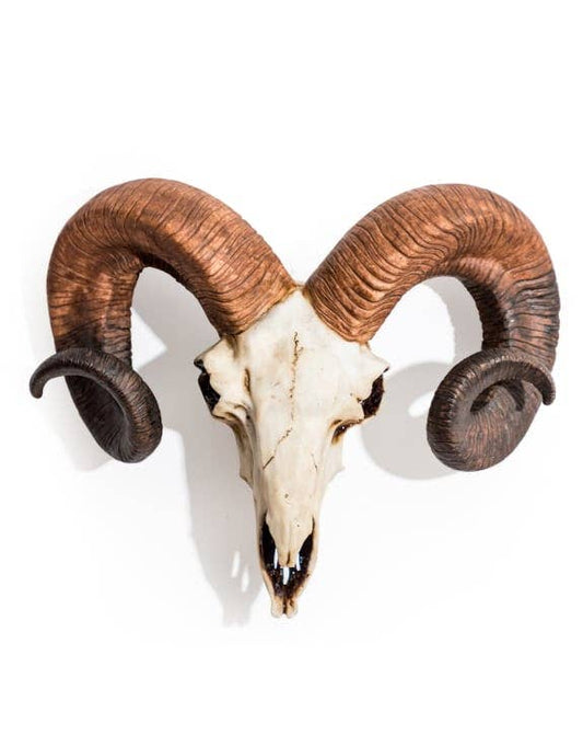 ‘Natural’ Ram Skull Wall Head