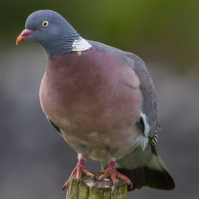 ‘Wood Pigeon’ - DK - Blue Face Leicester