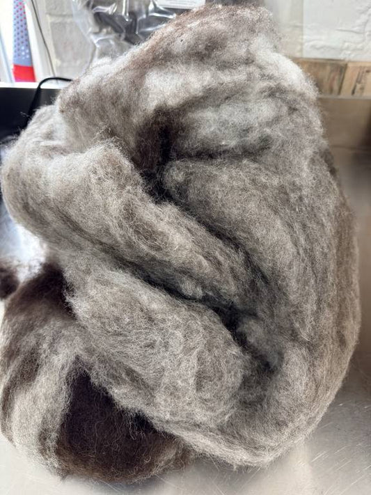 Washed & Carded  Jacob’s Wool