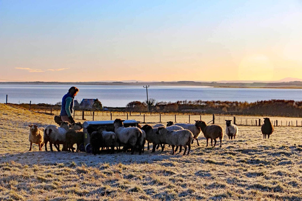 Shetland Sheep yarn - Chunky